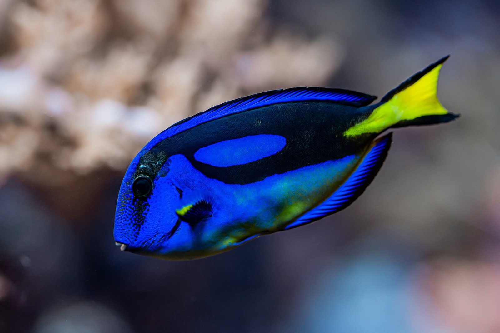 Blue Tang Surgeonfish (Scientific Name: Paracanthurus hepatus): The Dazzling Beauty of Coral Reefs