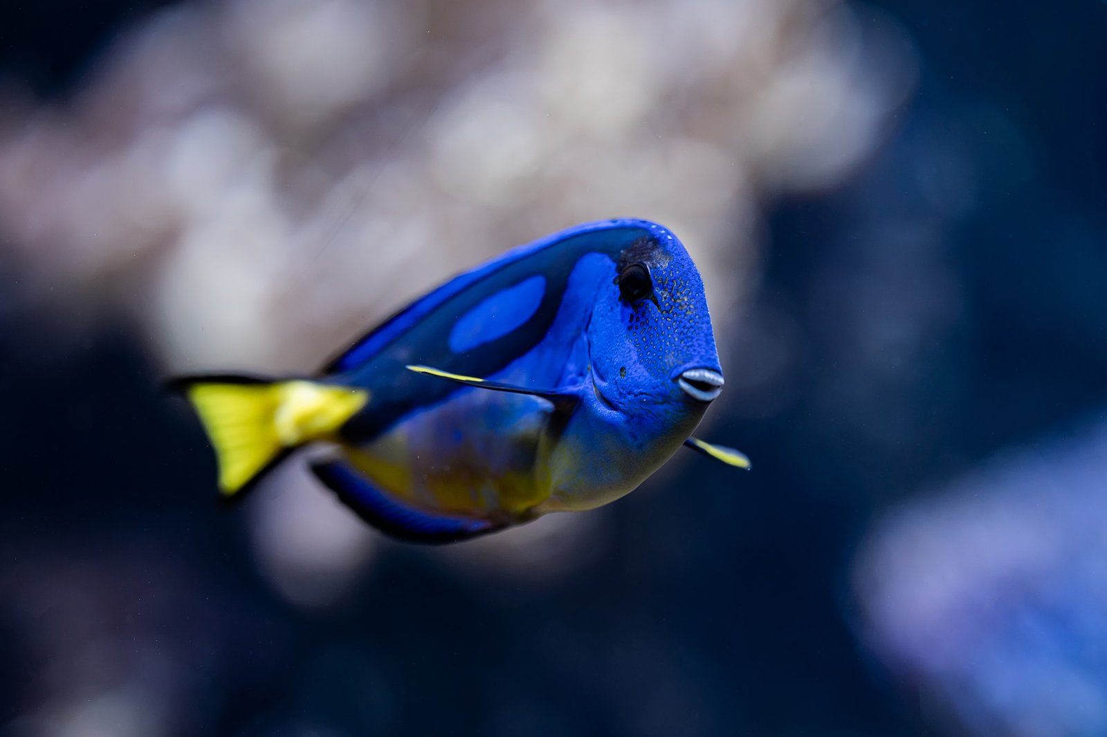 Top Dive Sites to Witness the Mesmerizing Blue Tang Surgeonfish