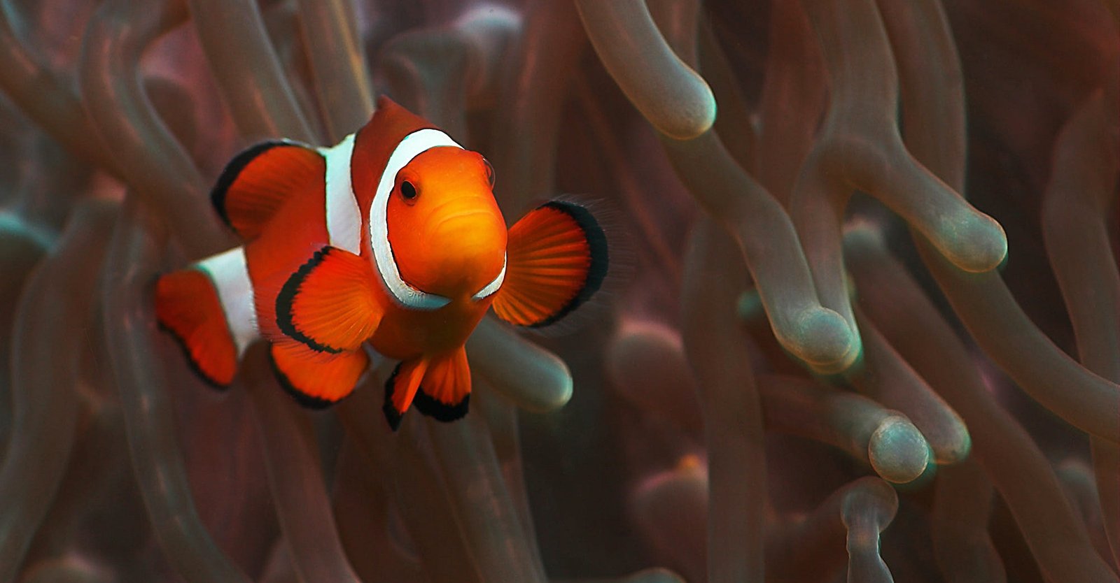 The Top Dive Sites to Spot Clownfish