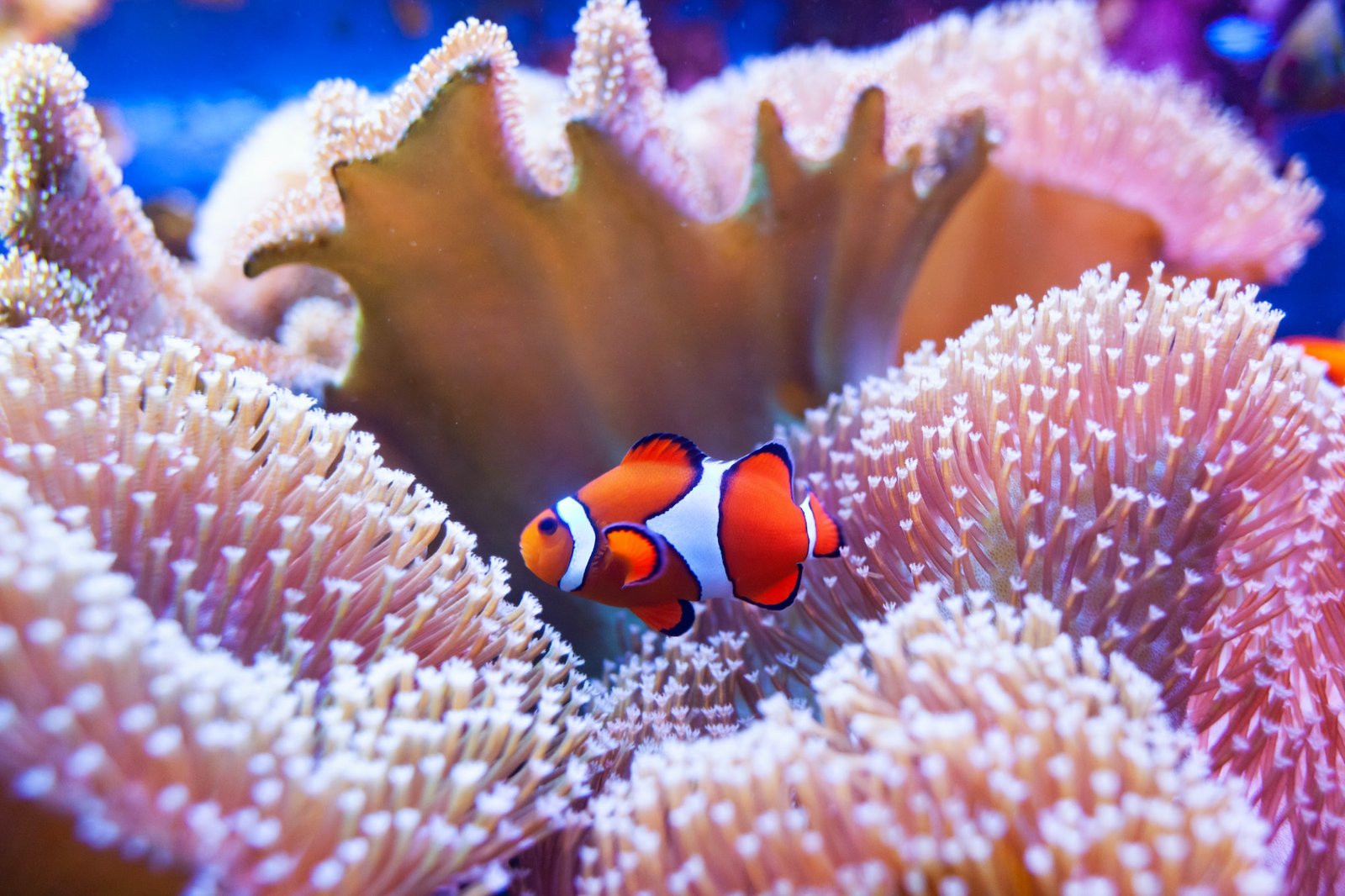 Fish Facts with Clownfish