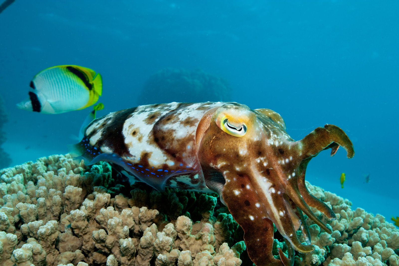 Cuttlefish: The Masters of Camouflage and Cephalopod Wonders