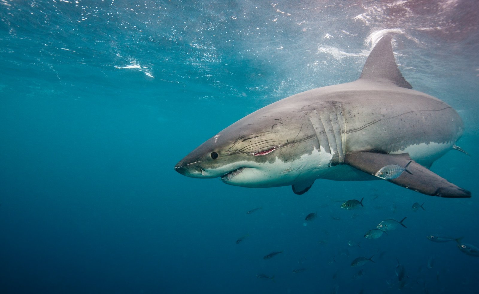 Exploring the Untamed Beauty of Sharks, Whales, and Dolphins in the Wild