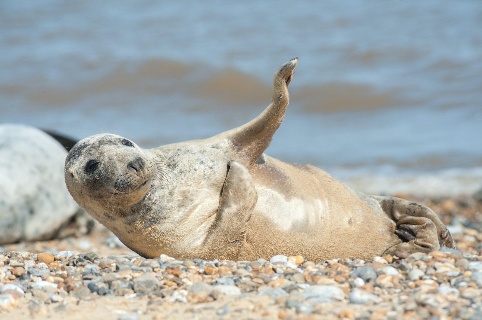 Underwater Seals: Fascinating Marine Creatures Explained