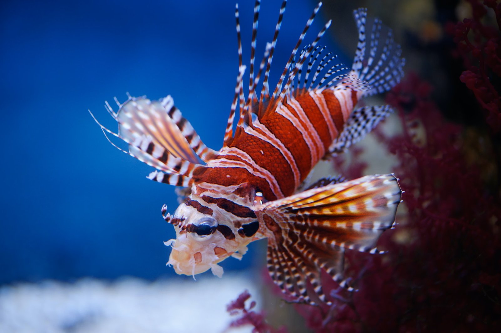 Lionfish: The Beautiful Invaders of the Ocean