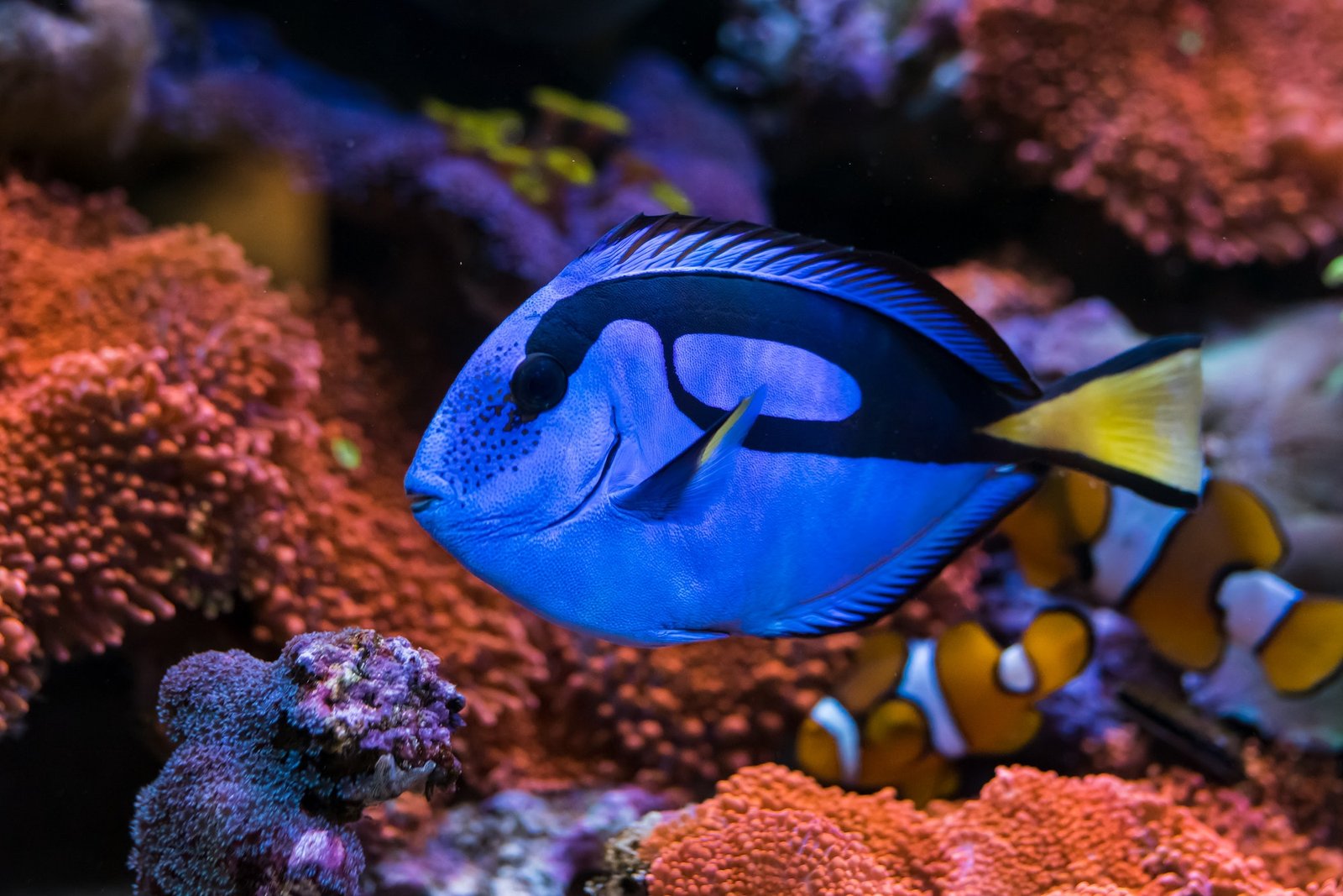 The Enchanting World of the Blue Tang Surgeonfish: A Must-See for Every Scuba Diver