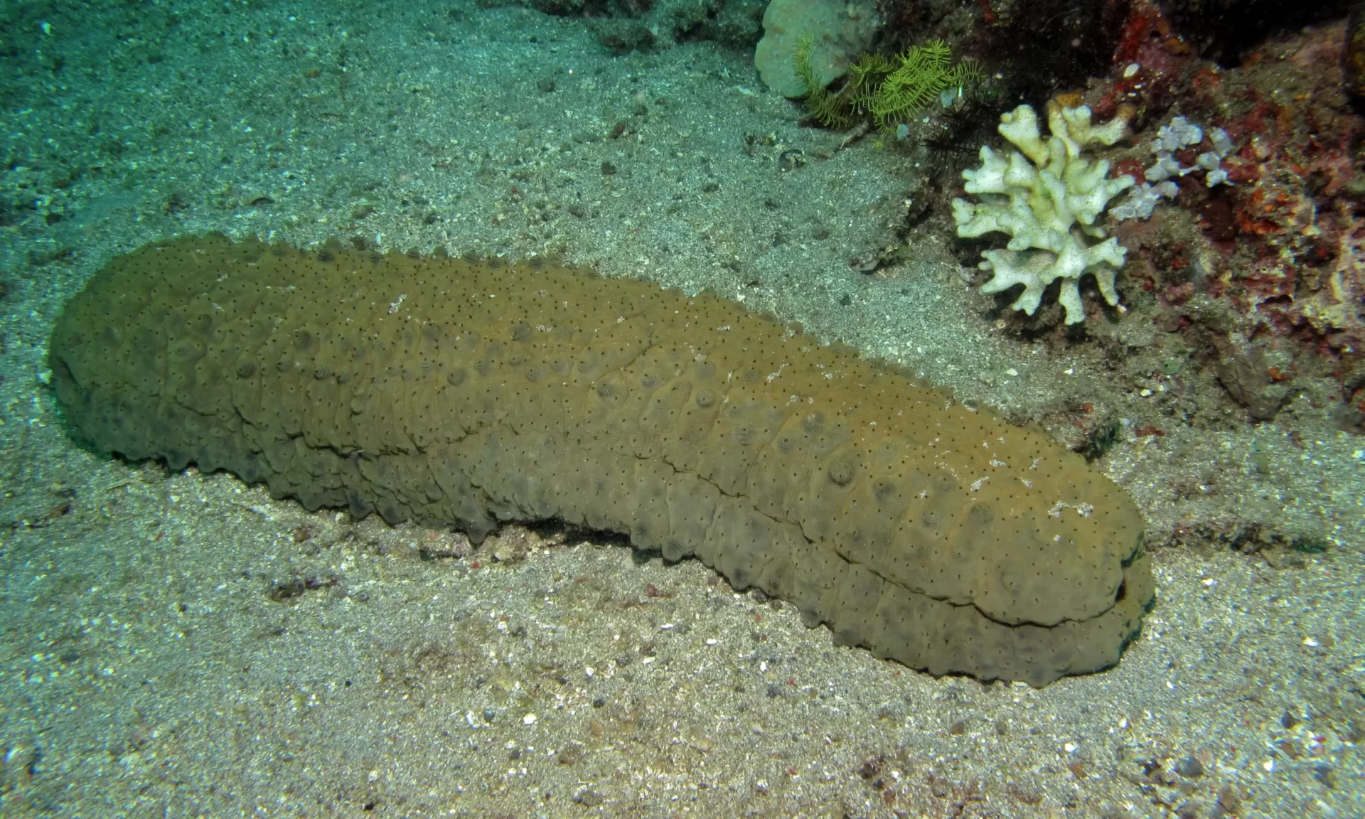 Sea Cucumber Facts and Information