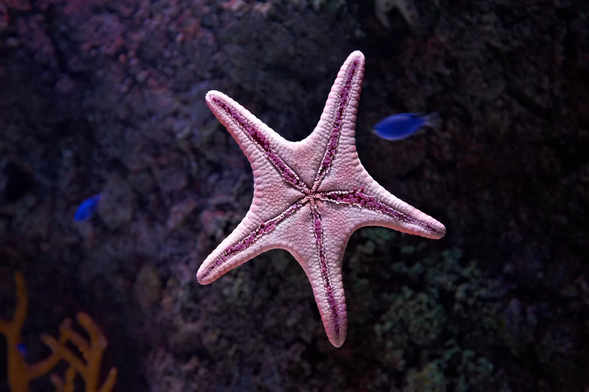 Starfish Facts and Information