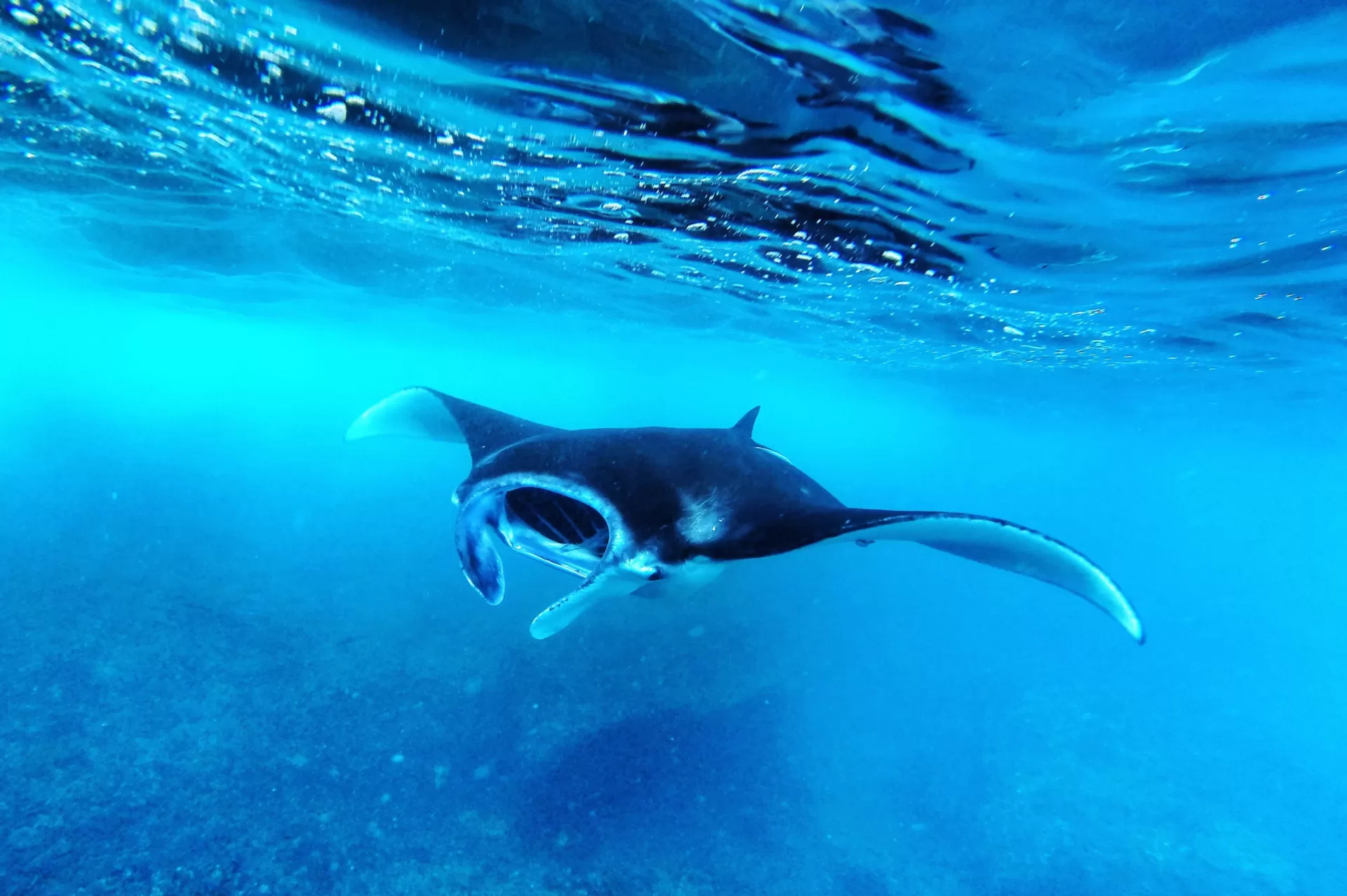 Manta Rays: The Gentle Giants of the Ocean