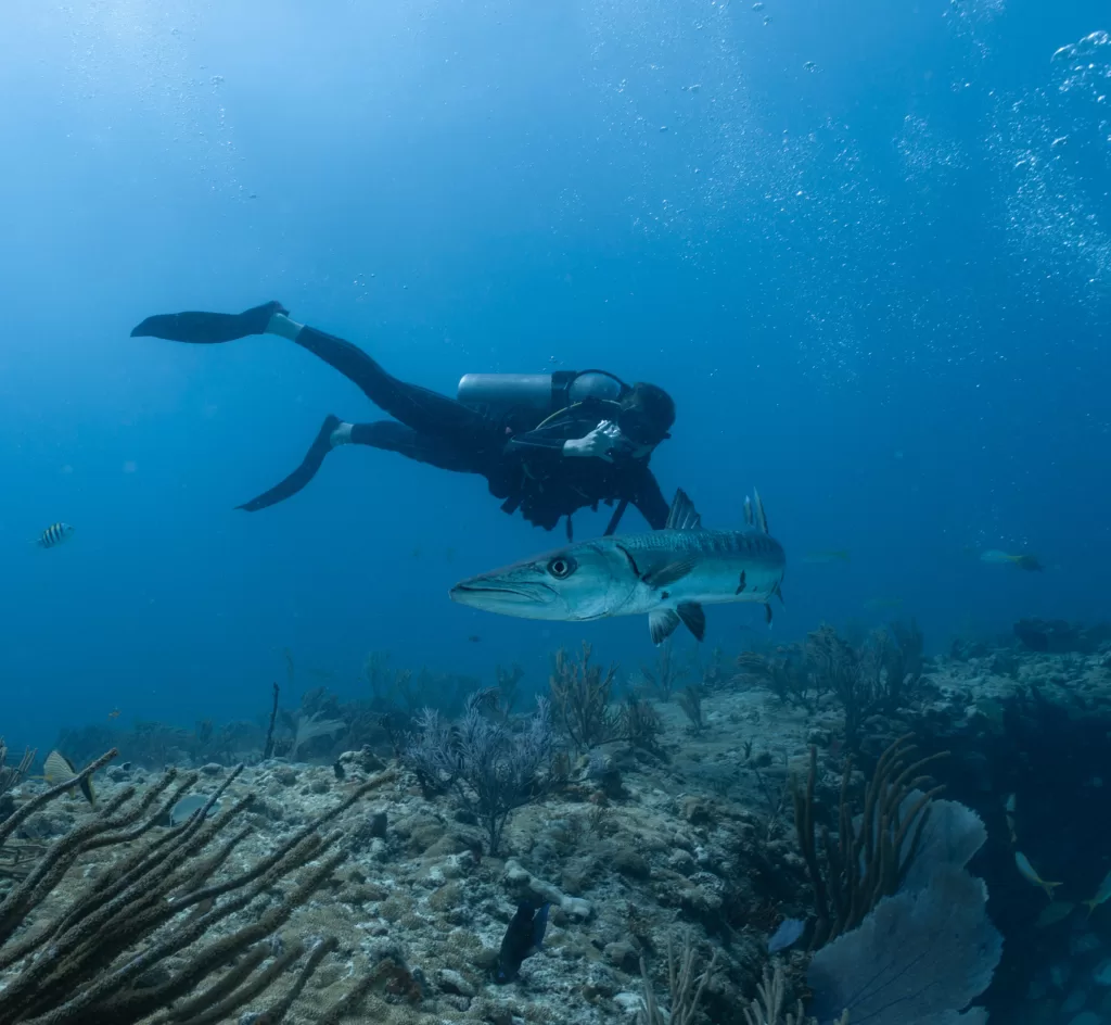 barracuda and diver in mexican sea