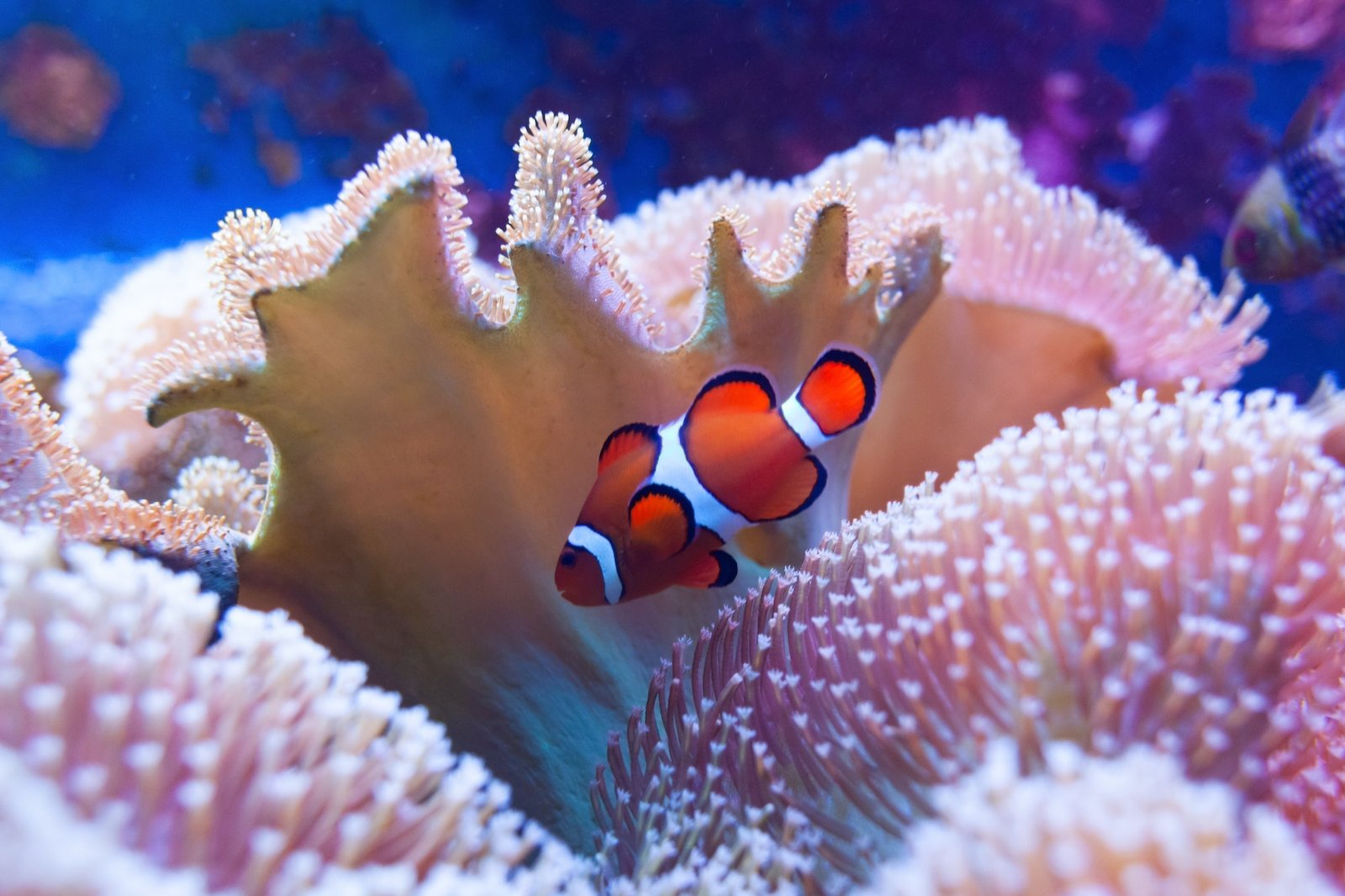 Clownfish: The Colorful Wonders of the Coral Reefs