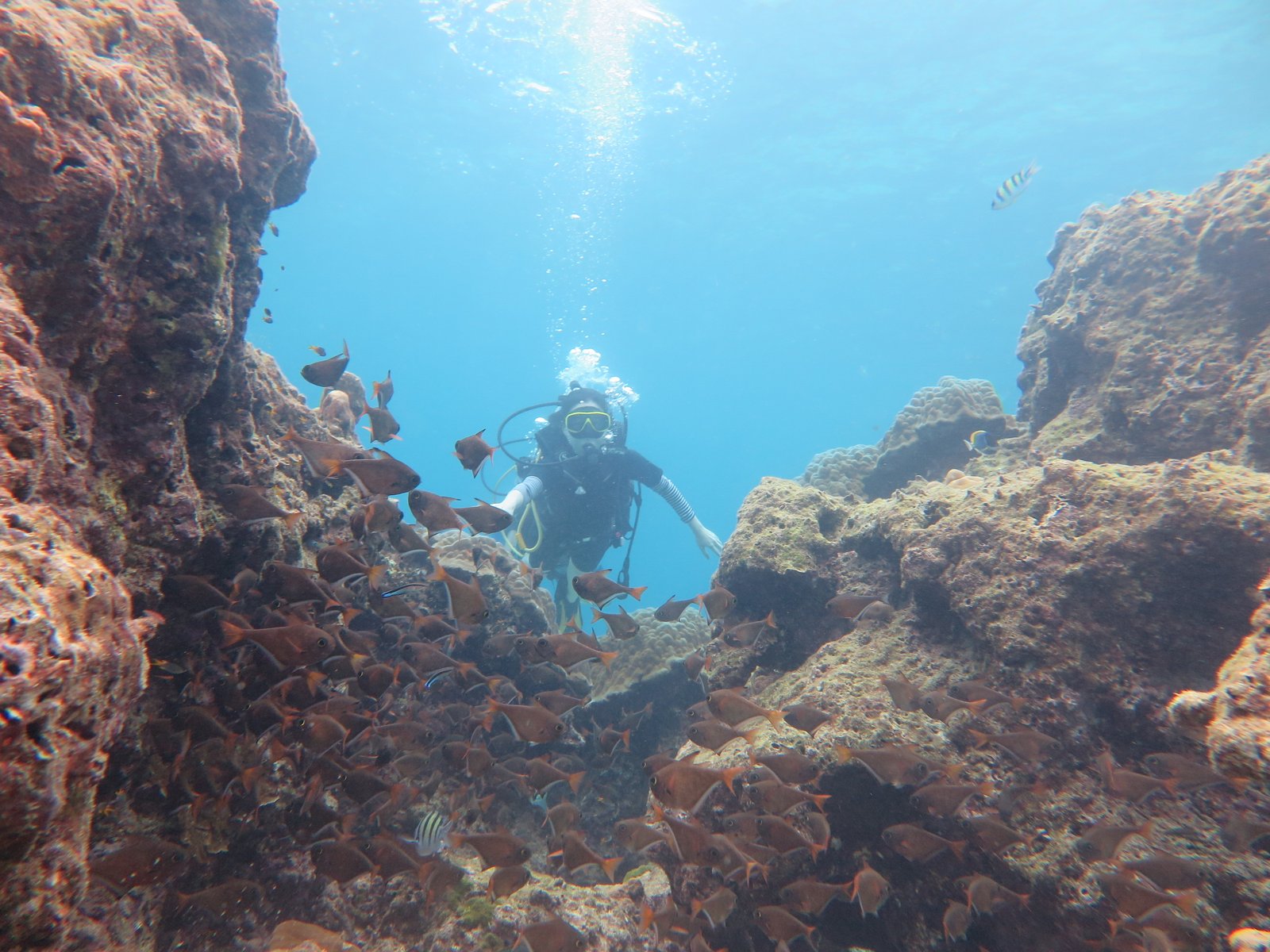 Diving La Parguera: Puerto Rico’s Underwater Garden