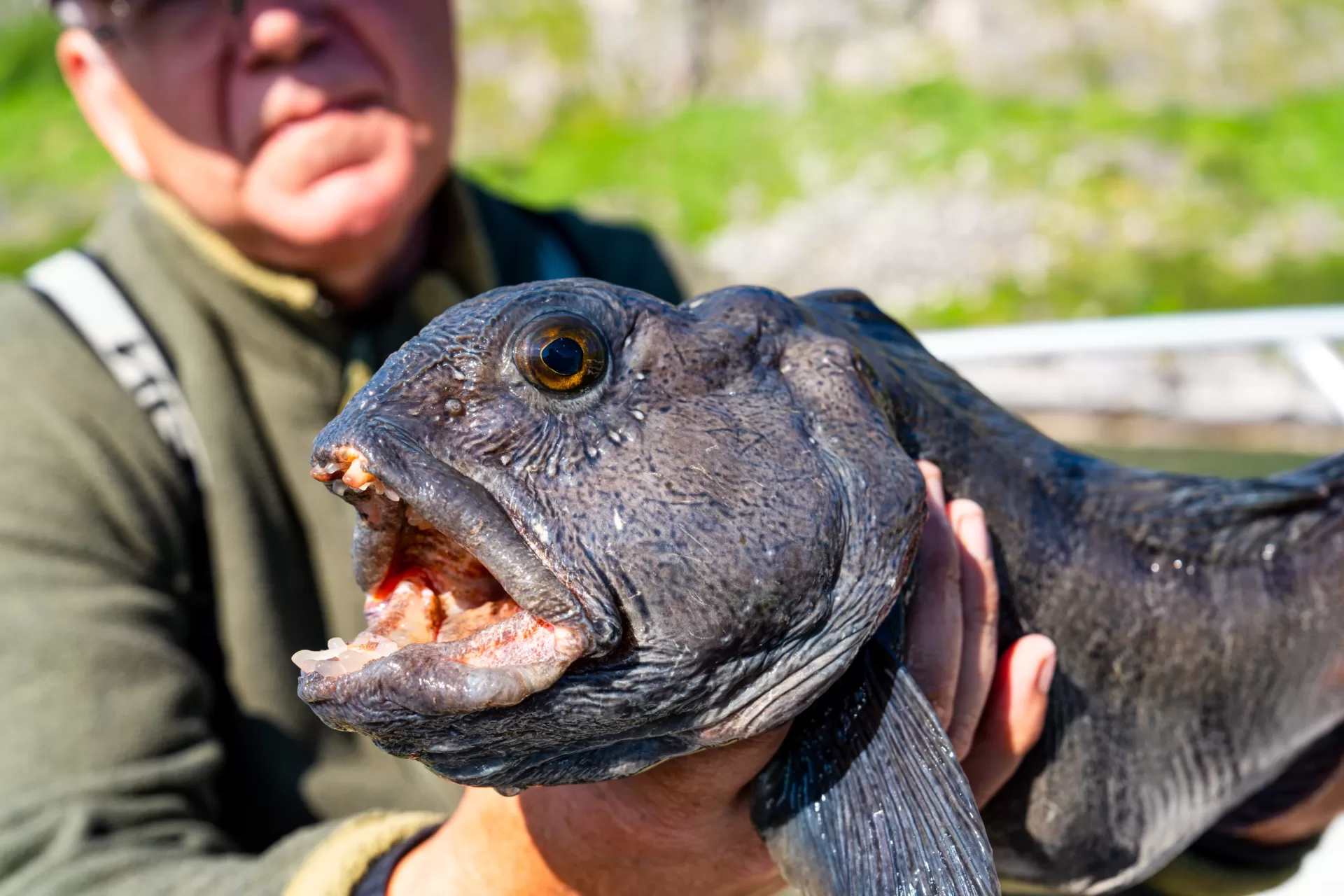 The Atlantic Wolf Fish: A Mesmerizing Predator of the Deep