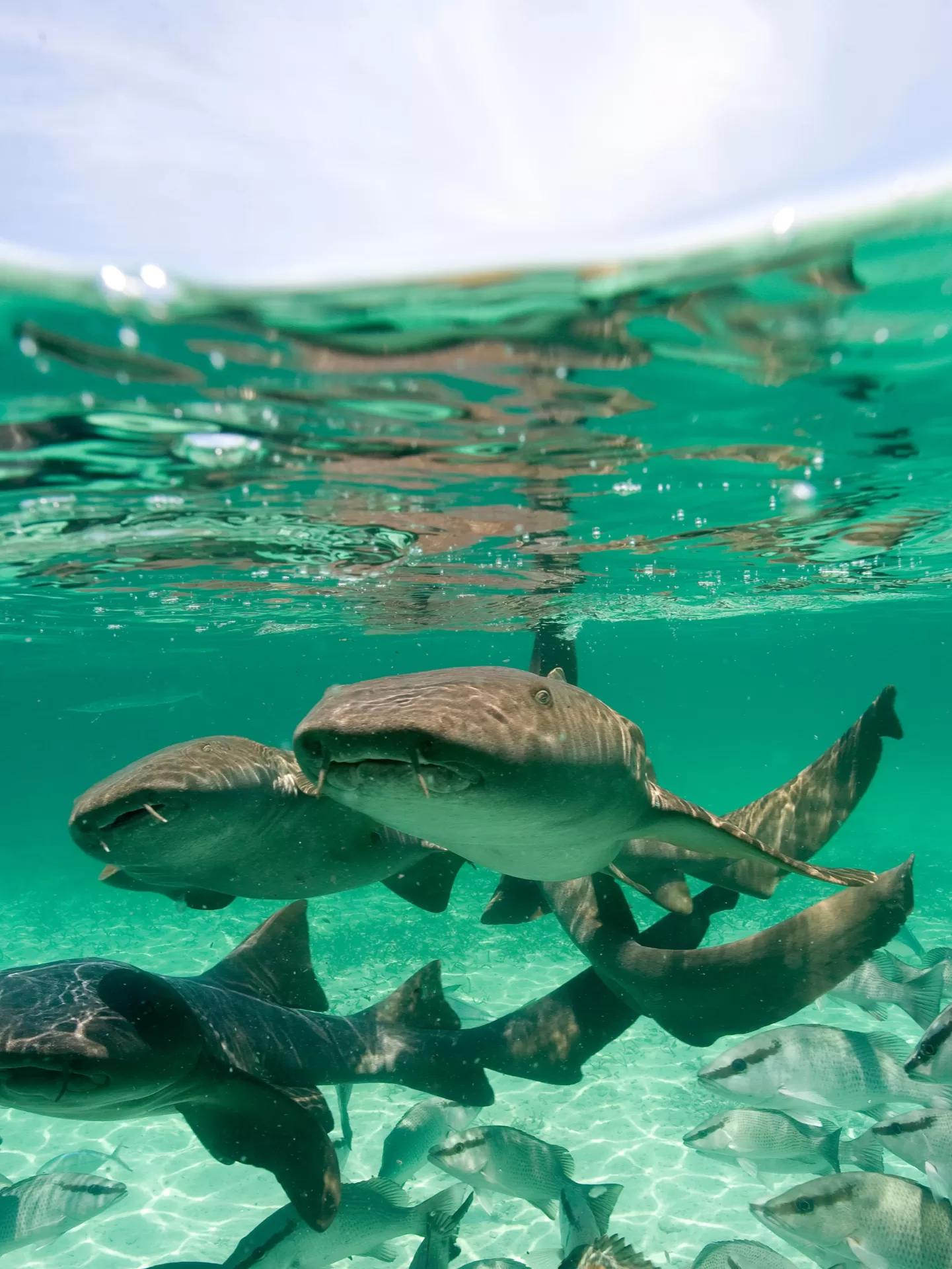 Nurse Sharks Facts and Information