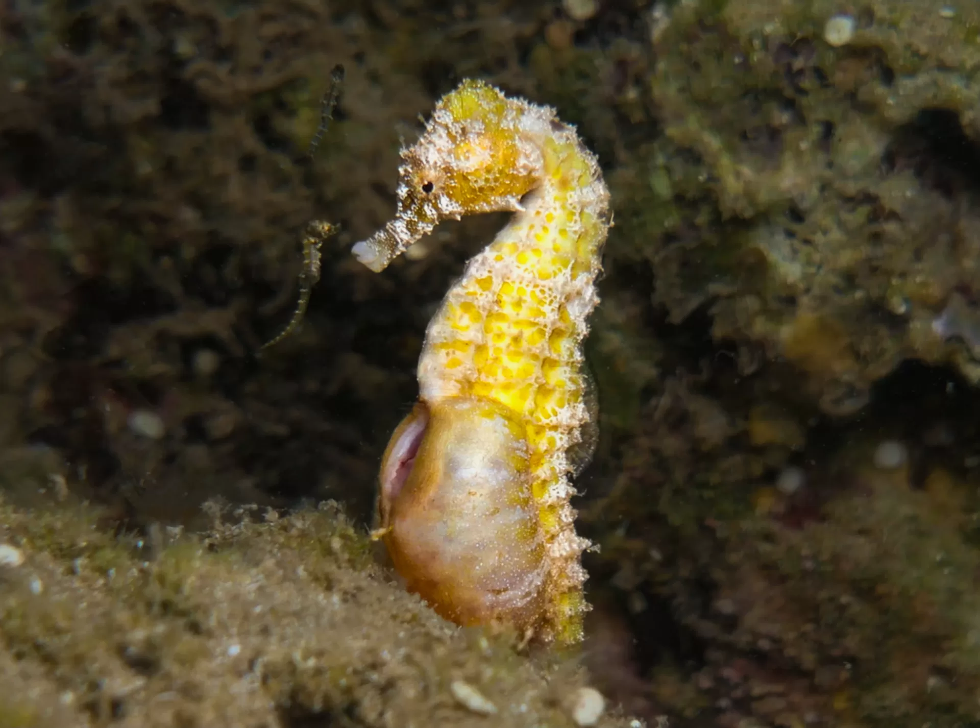 The Mysterious World Of Seahorses: Fun Facts And More