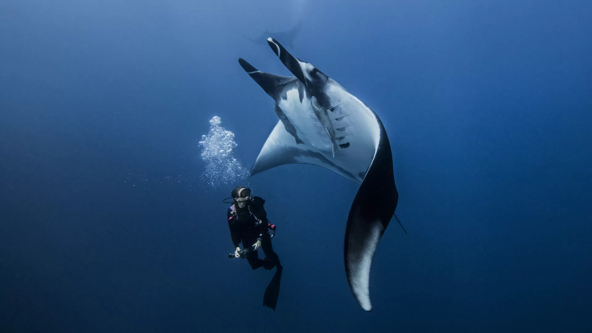 The Ultimate Dive Spots to Encounter Manta Rays