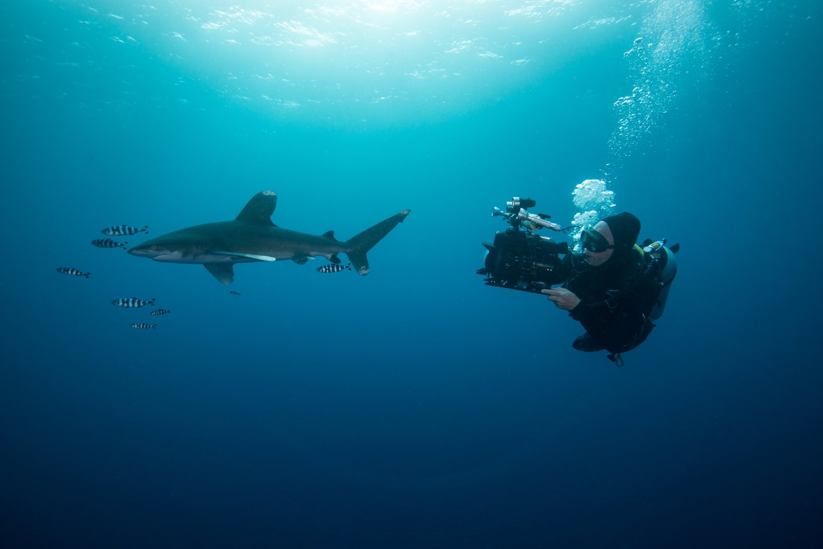 Mona Island: Puerto Rico’s Remote Diving Jewel