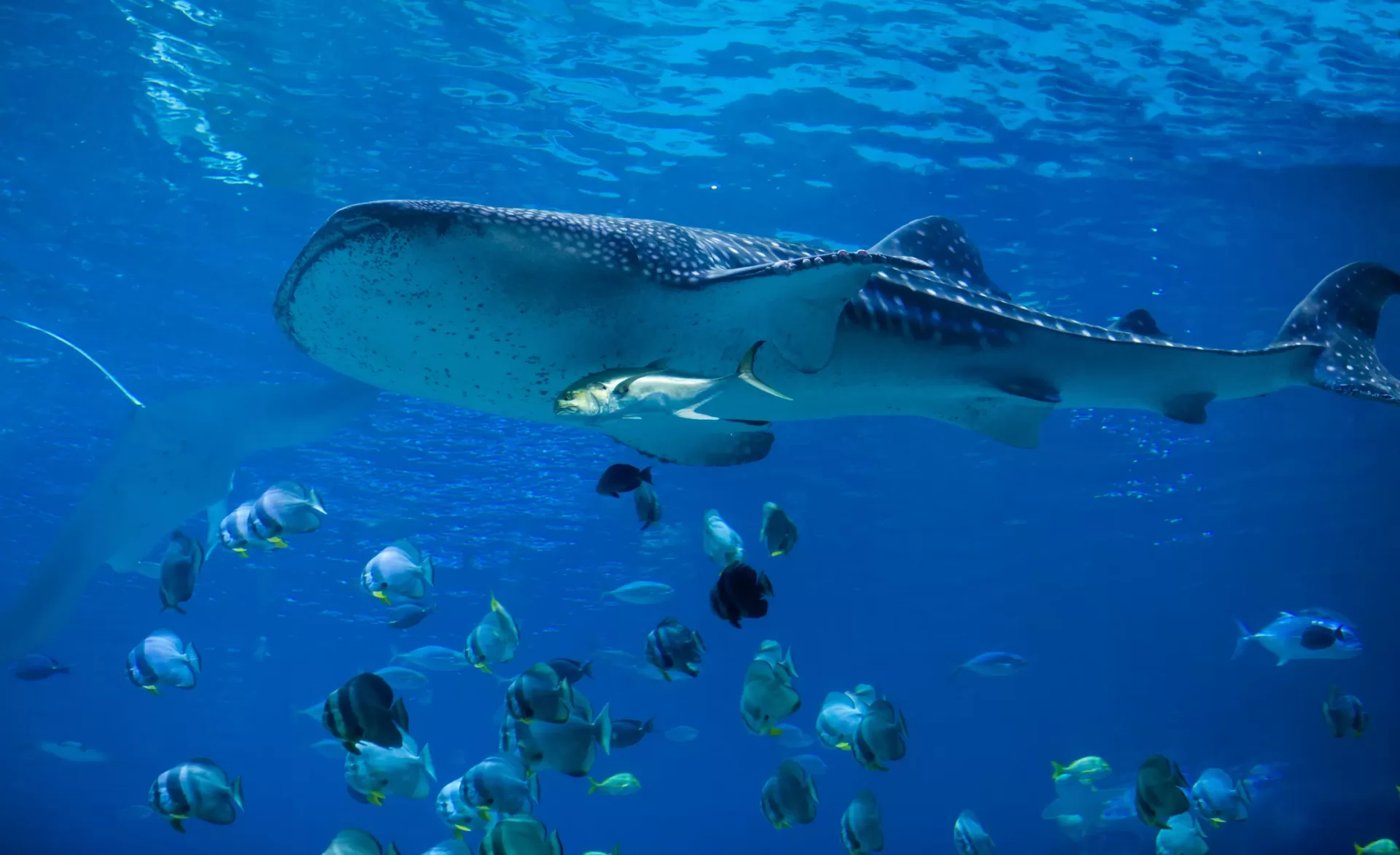 Whale Sharks Facts and Information