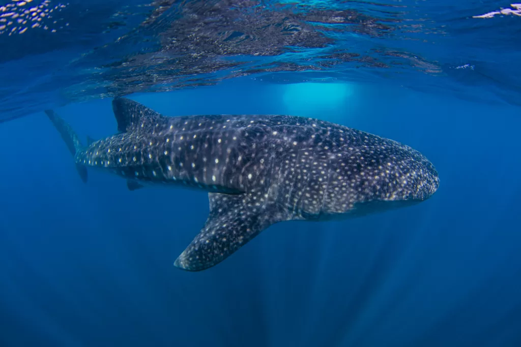 Whale shark near Isla Mujeres, Mexico