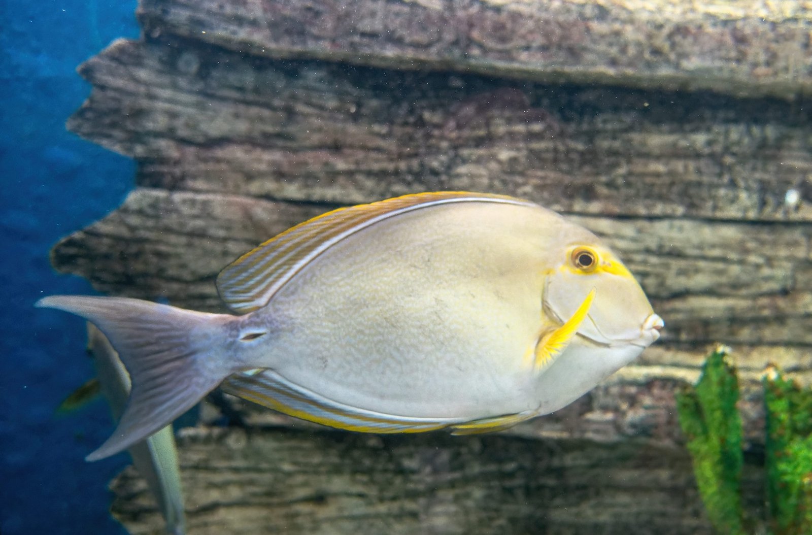 The Intriguing Difference Between Surgeonfish and Blue Tangs: A Diver’s Guide