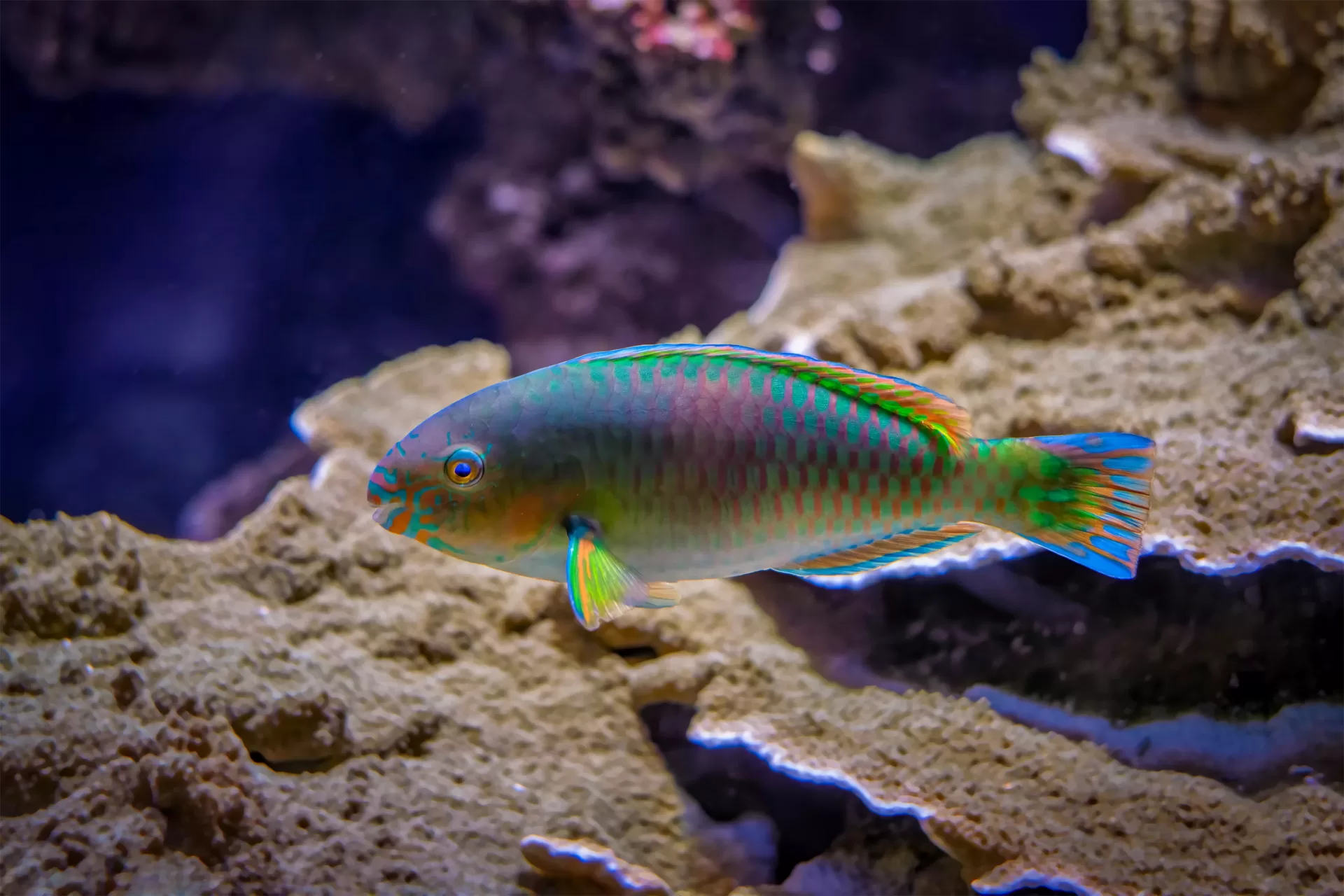 Parrotfish Facts and Information