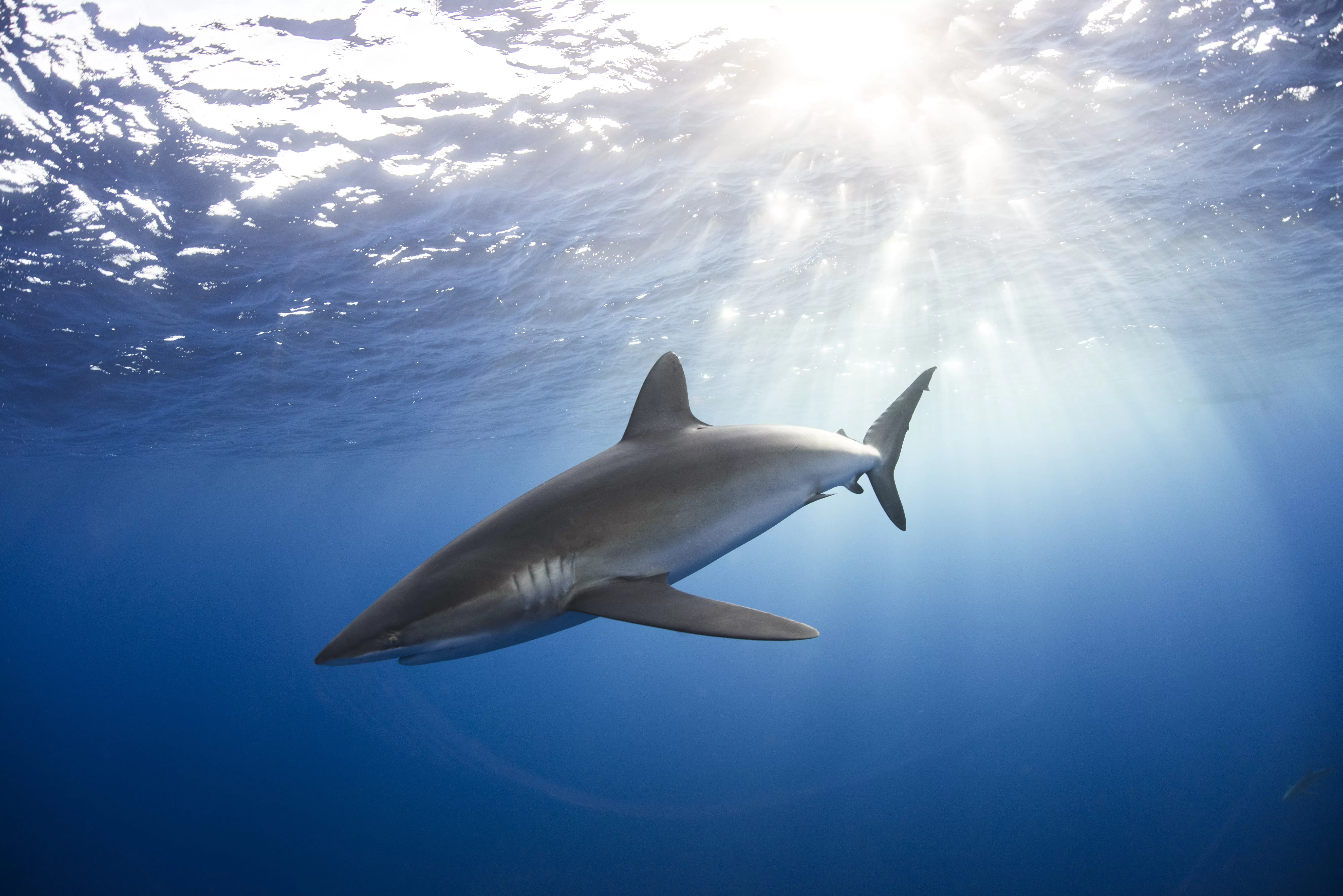 Exploring the Magnificent Sharks of Puerto Rico: A Dive into Marine Biodiversity and Conservation