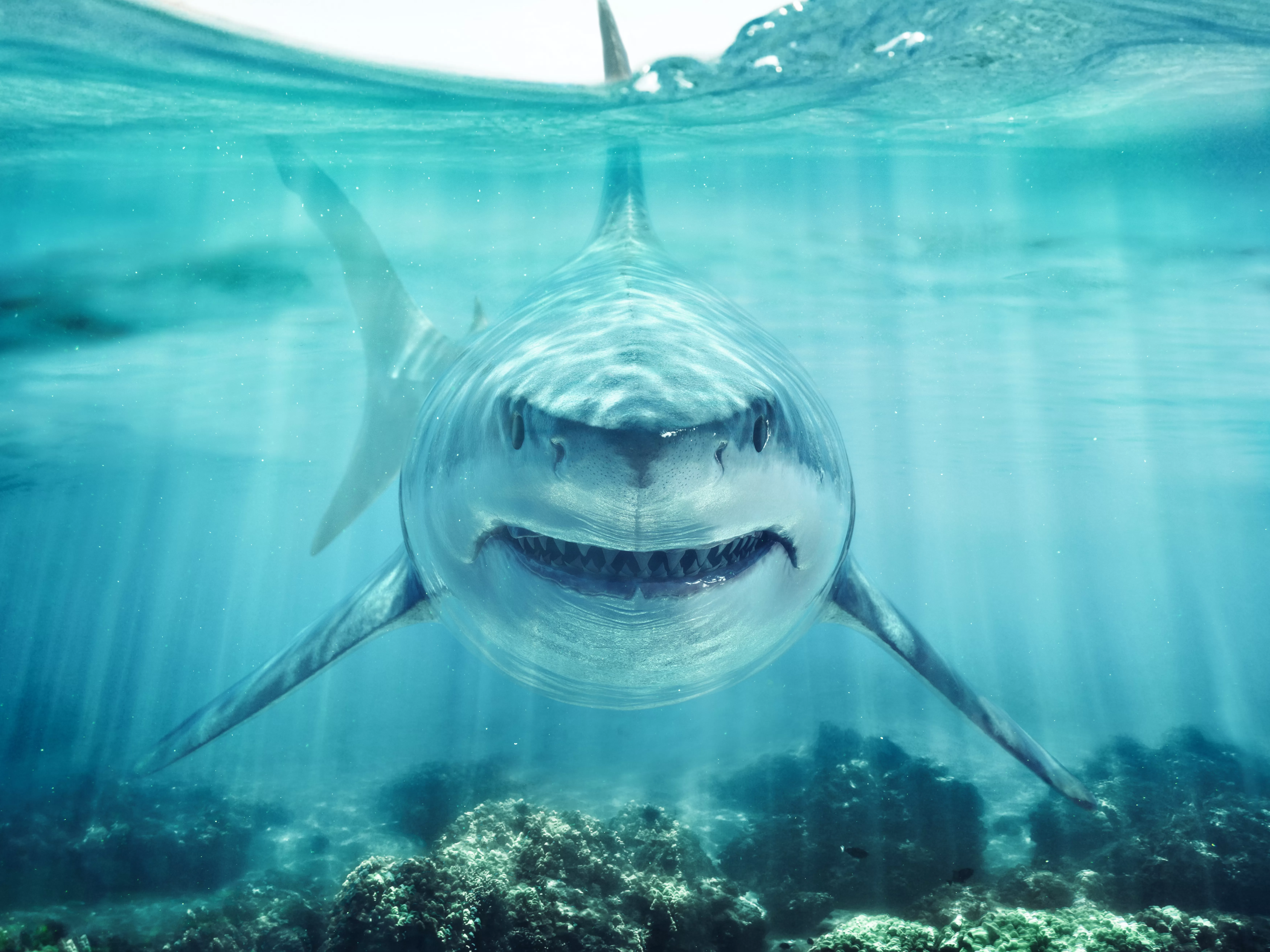 Great White Shark Facts and Information