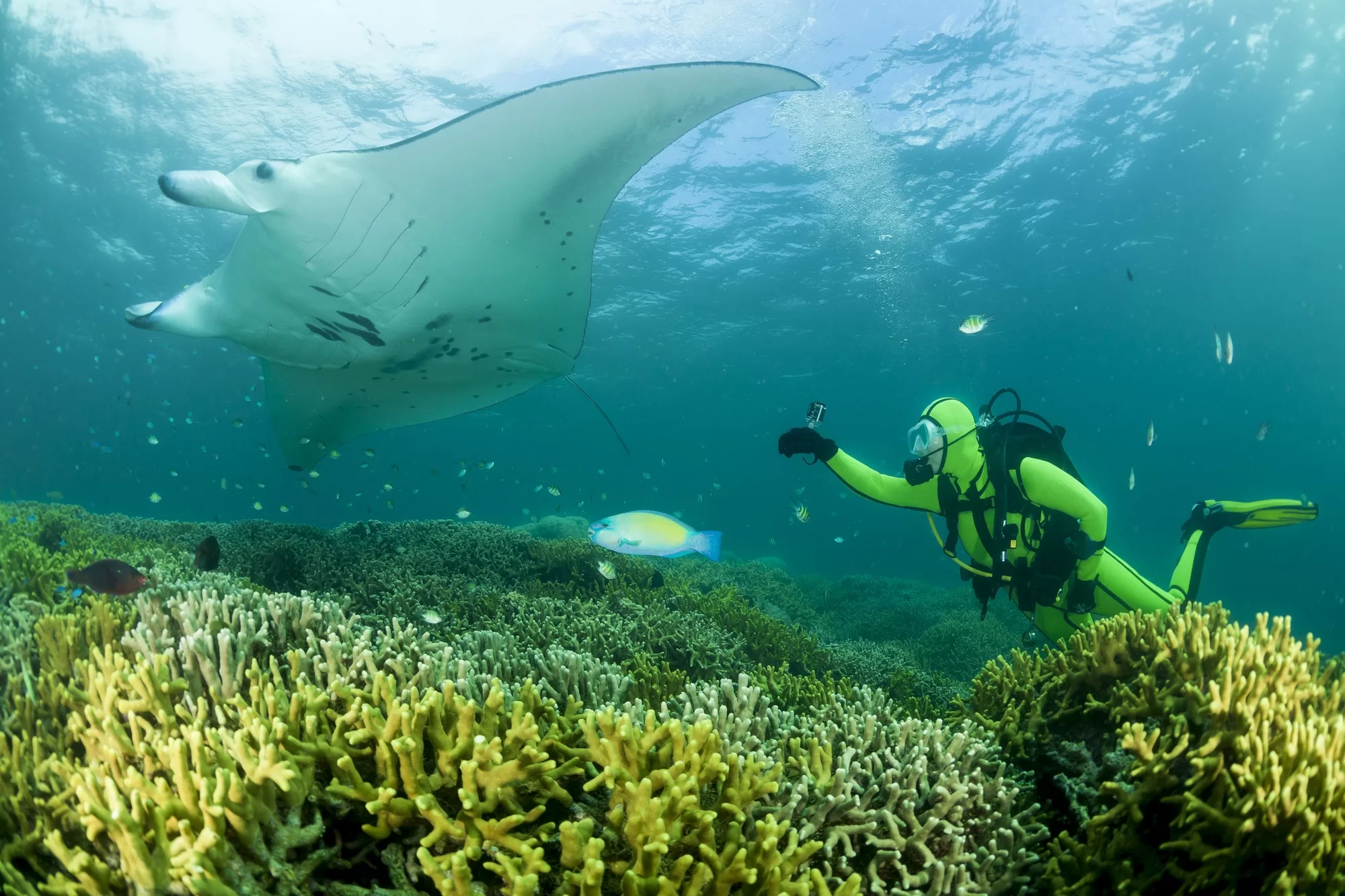 Diving with Manta Rays in Hawaii: A Mesmerizing Underwater Adventure