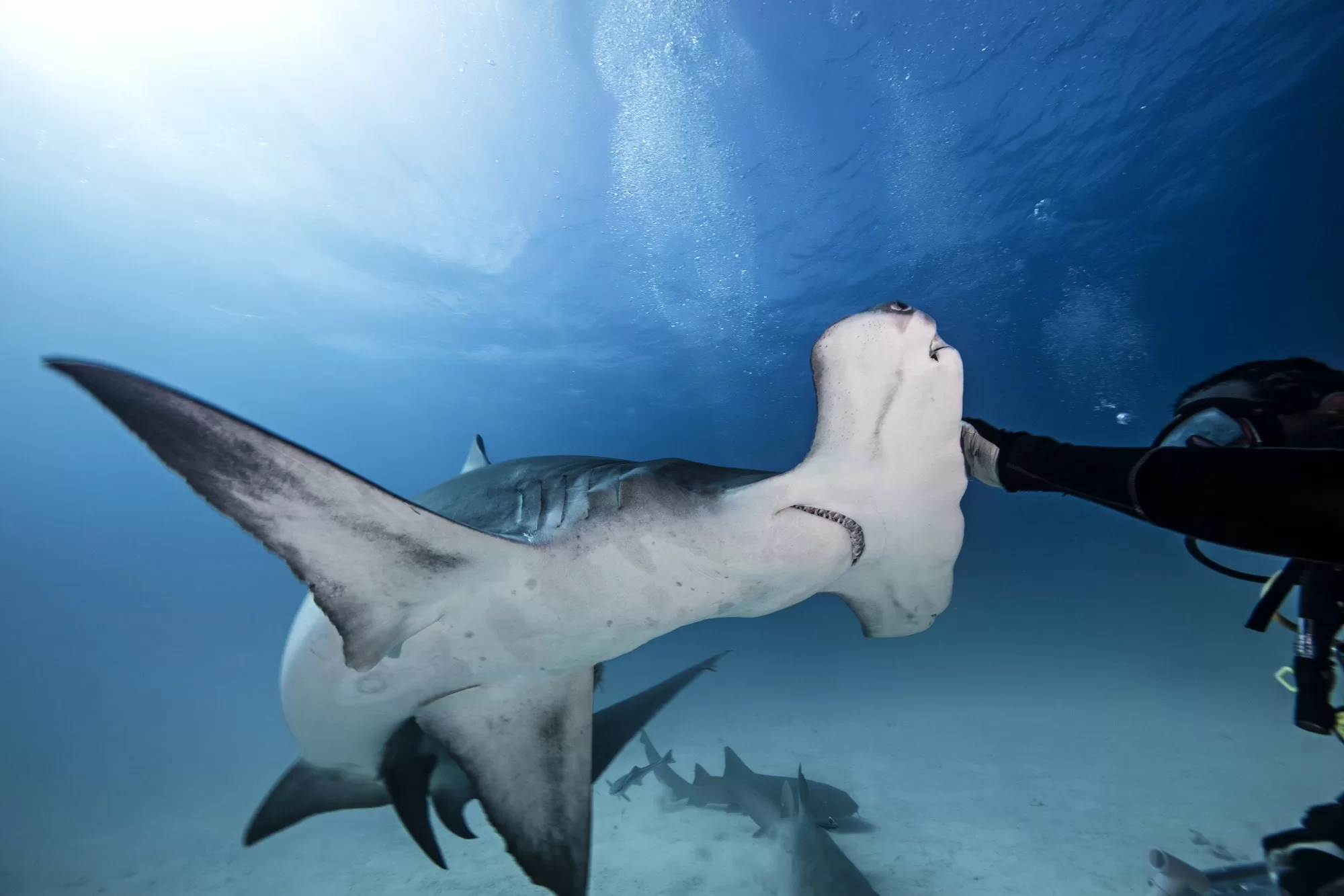 Shark Diving in Jupiter, Florida: An Unforgettable Underwater Adventure