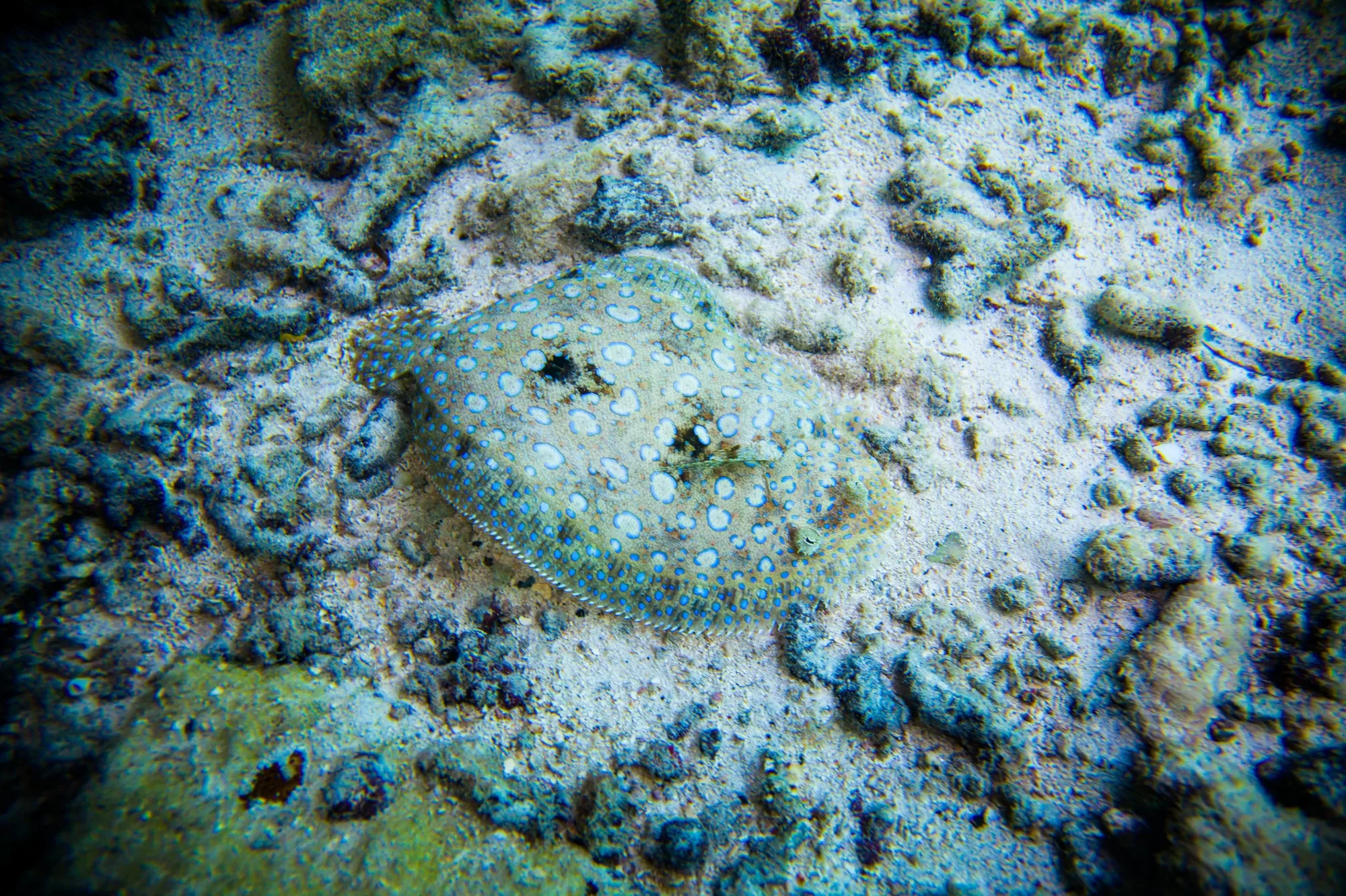 Discovering the Enigmatic Flounder: A Diver’s Guide of Facts and Information