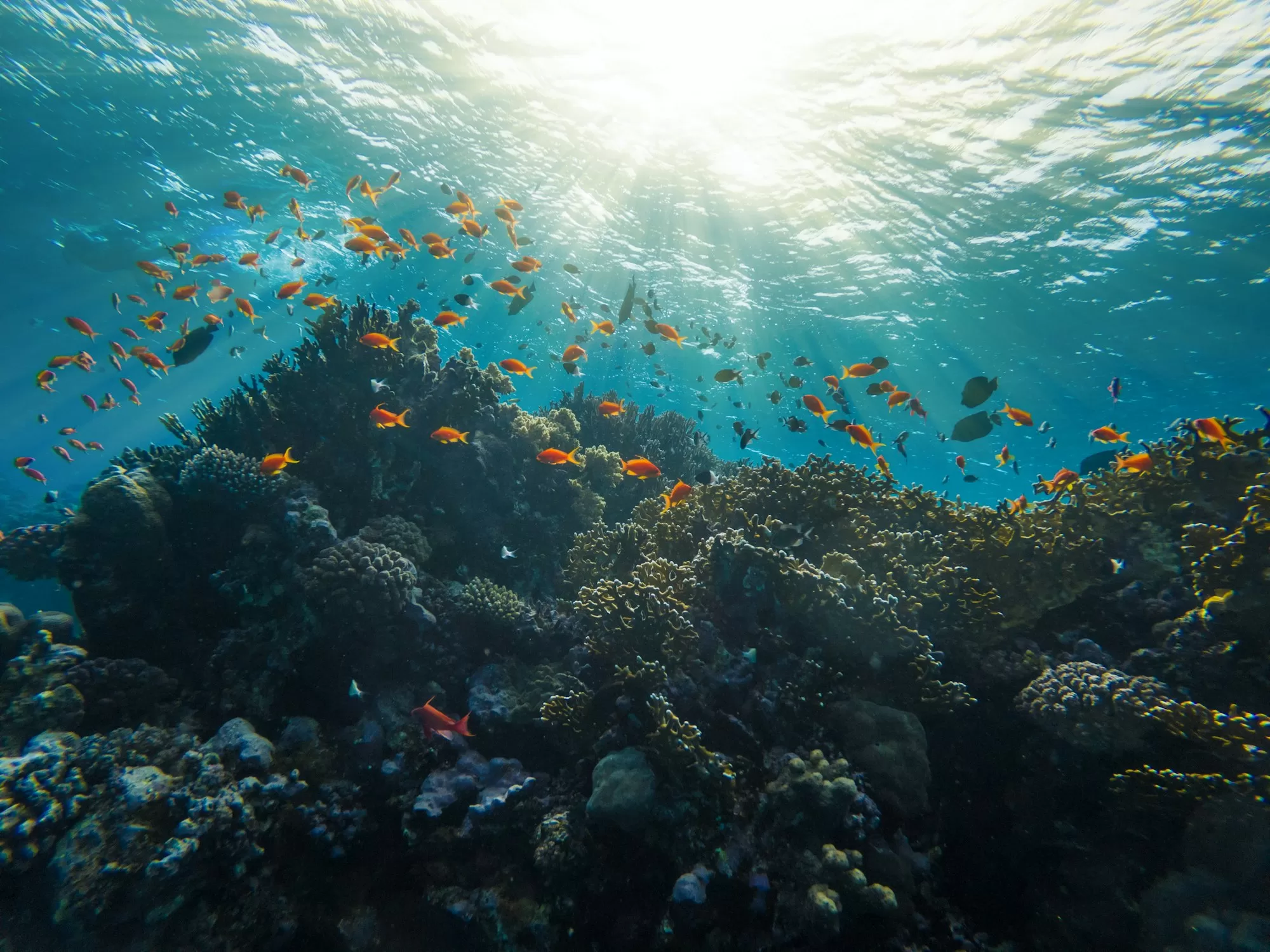 Descending into the Deep Blue: Diving at Santa Rosa Wall, Cozumel