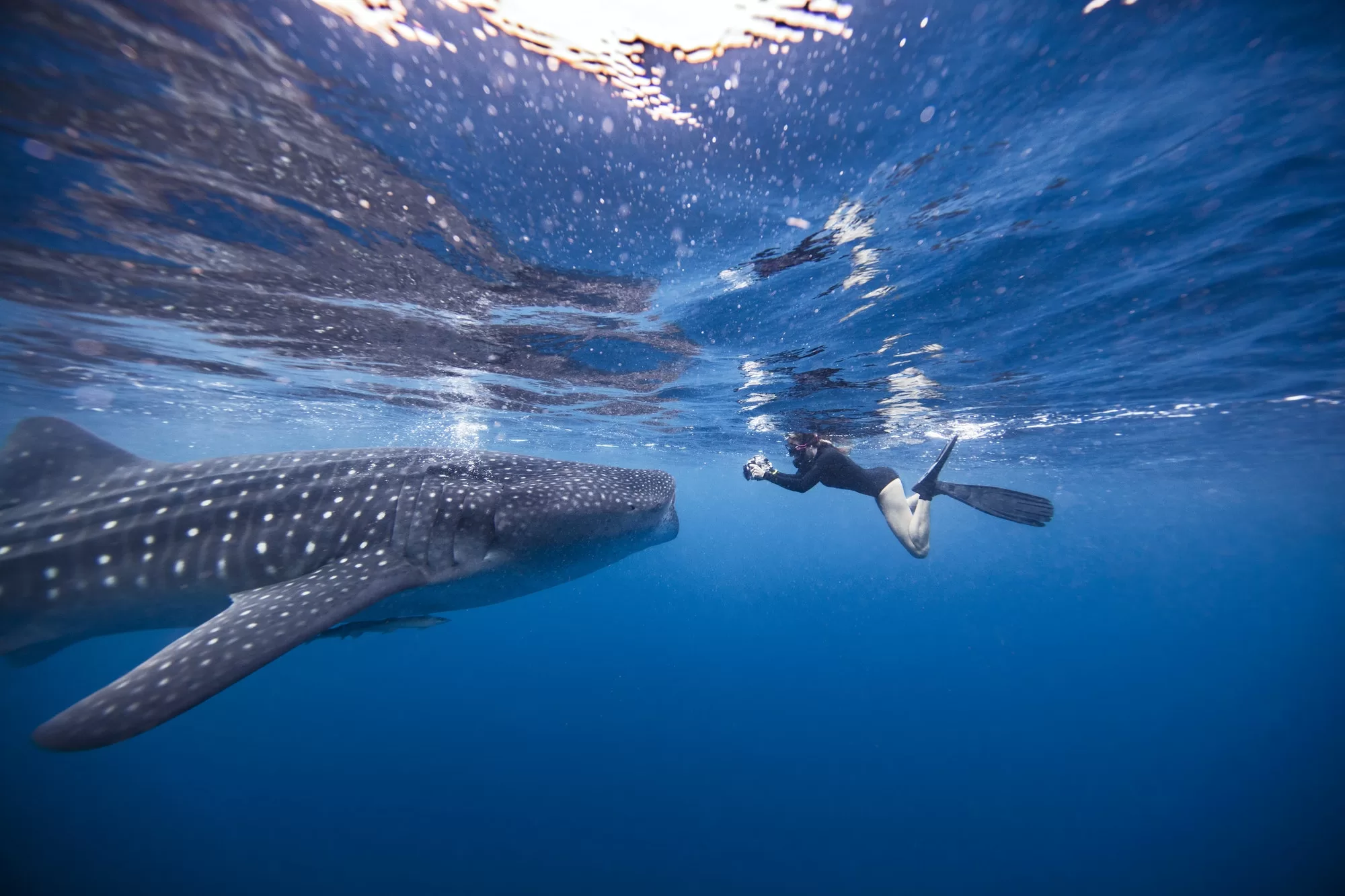 Shark Swimming in Oahu Hawaii