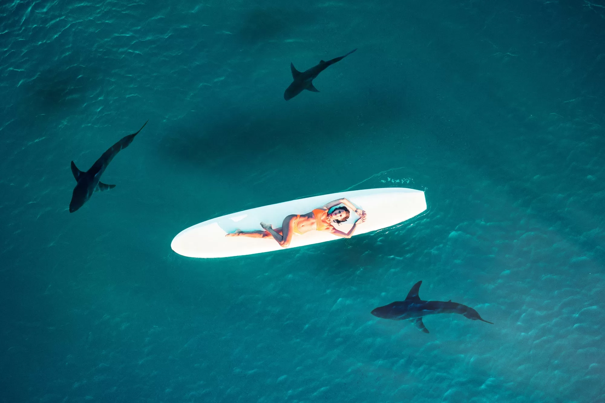 Swimming with Sharks in Donsol, Philippines