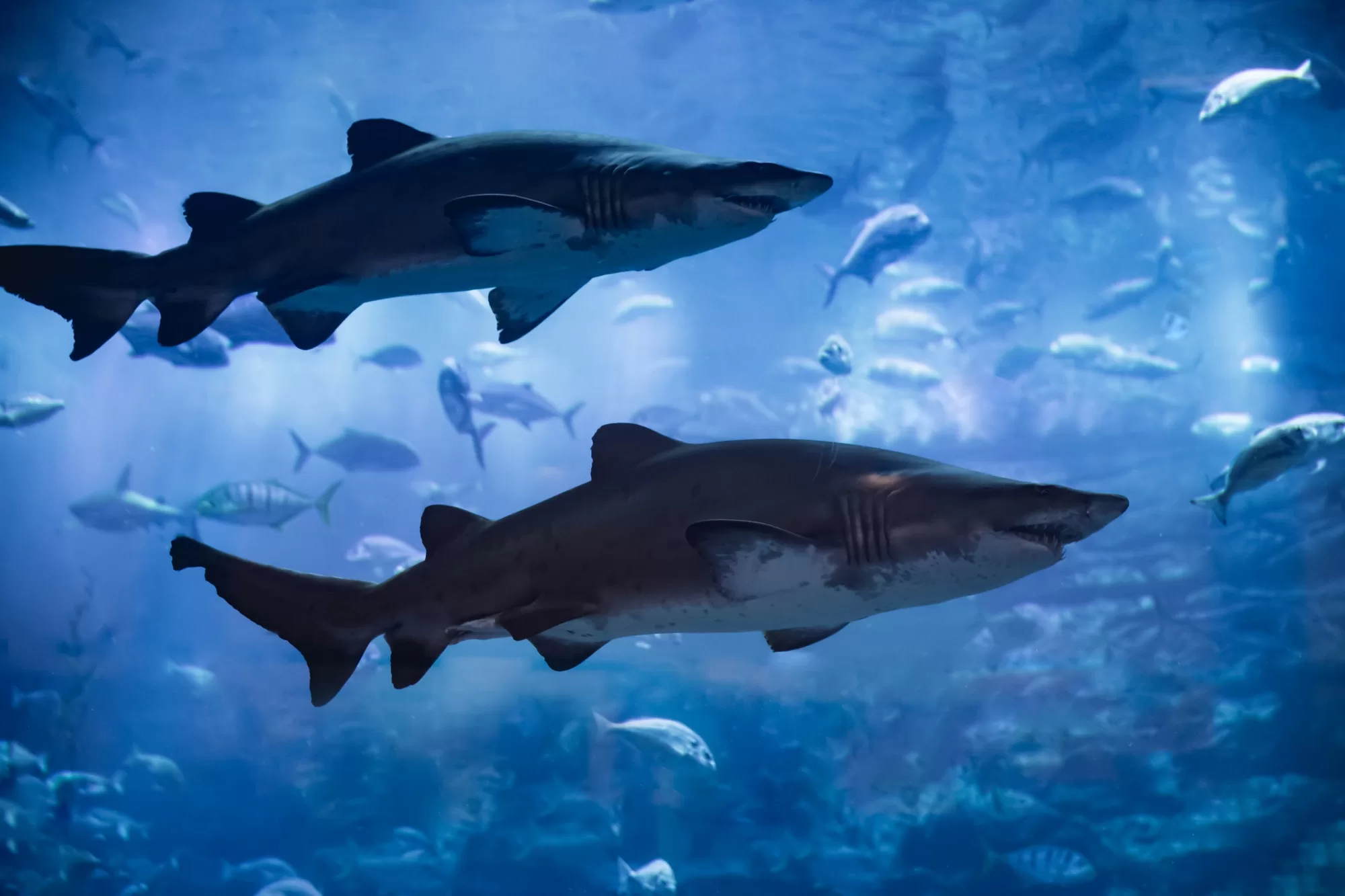 Swimming with sharks in Roatan Honduras