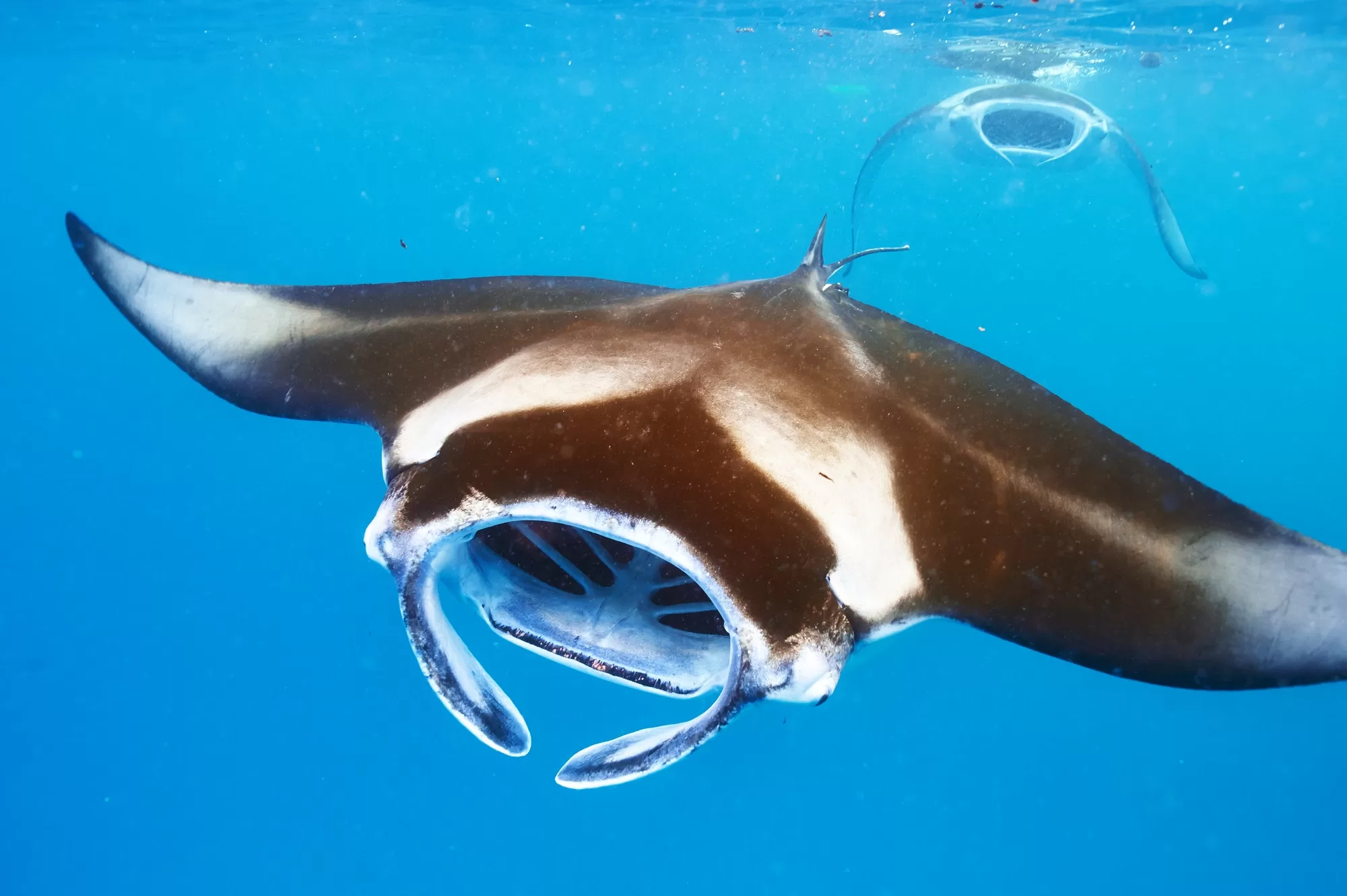 Swim with Manta Rays in Kailua-Kona