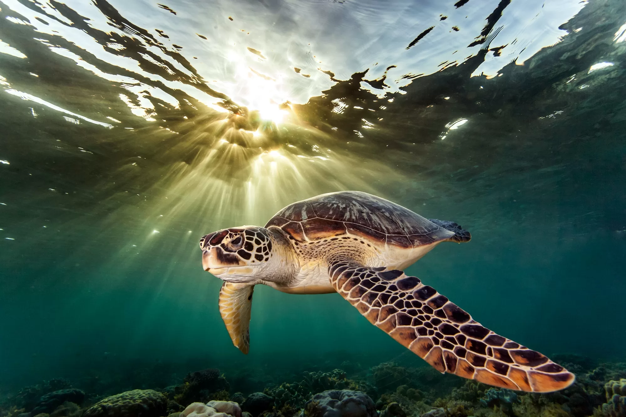 The Mysterious Sounds of the Sea: What Sound Does a Sea Turtle Make?