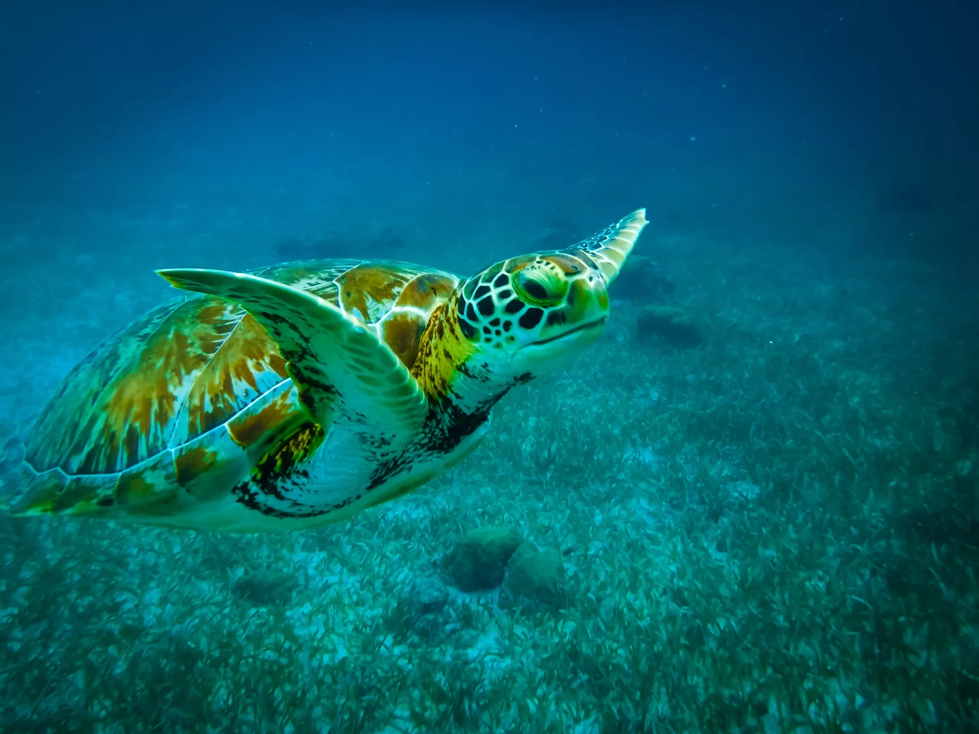 Exploring The Depths: A Diver's Guide To The Great Blue Hole In Belize