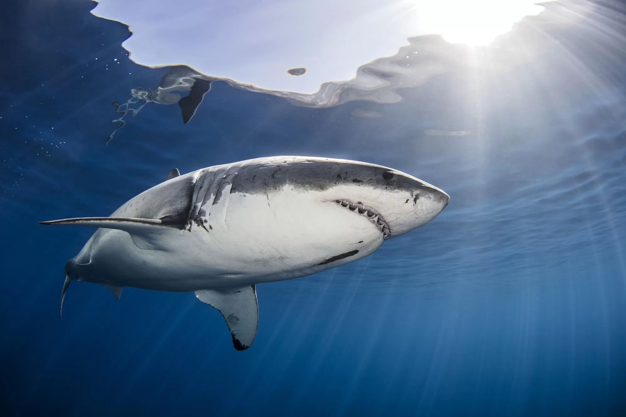 Swimming with Sharks at Guadalupe Island, Mexico