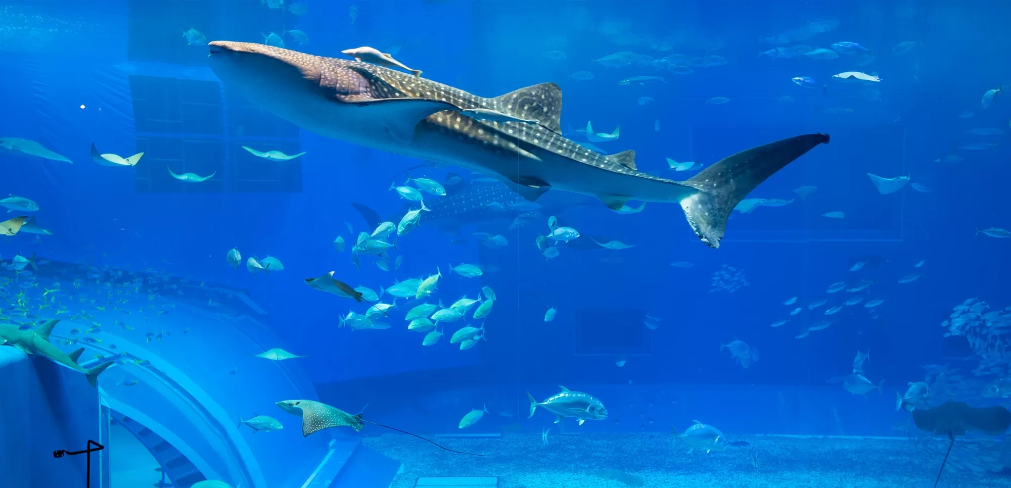 Swimming with Sharks in Malapascua Island, Philippines