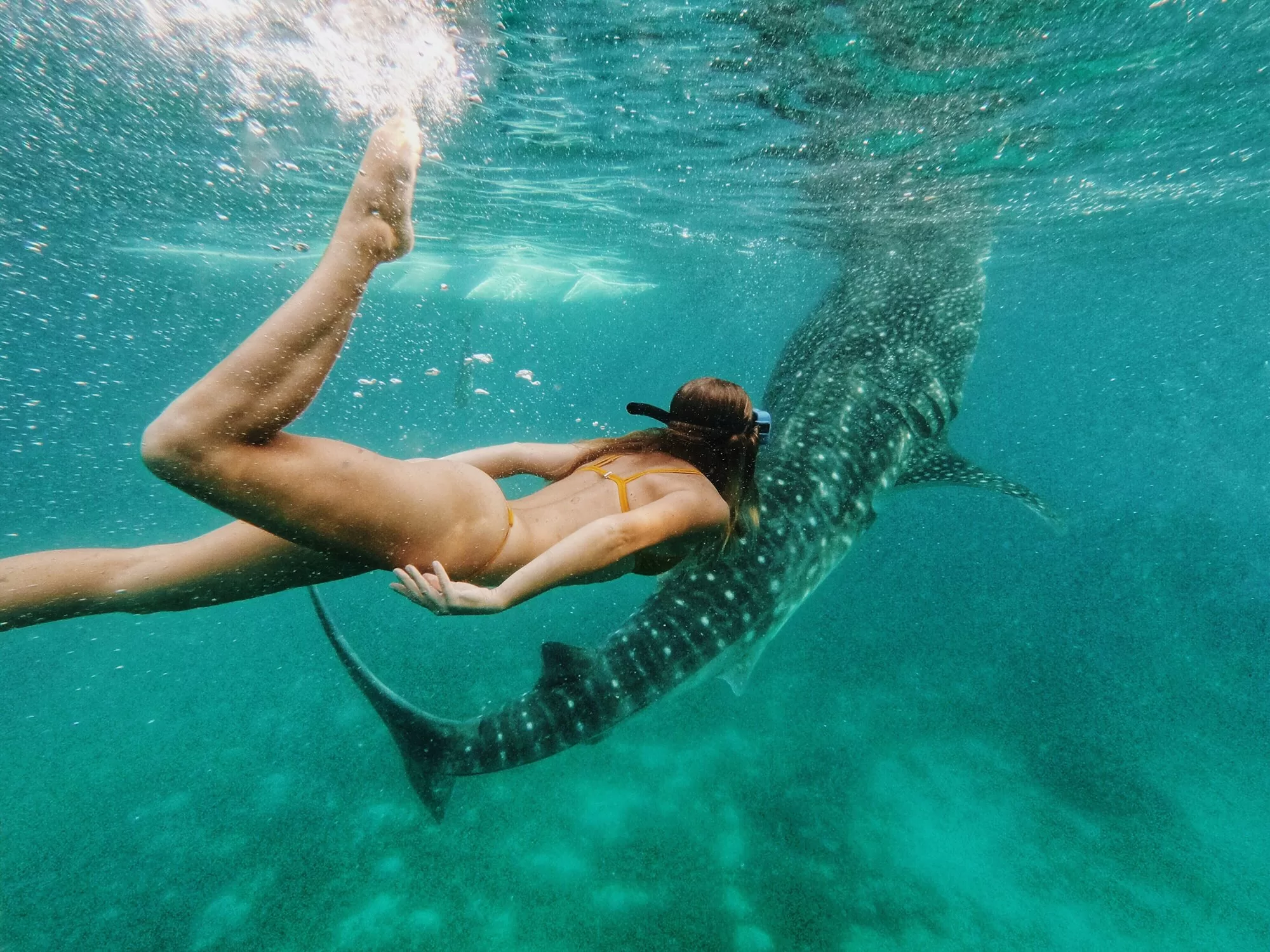 Diving with Whale Sharks: A Month-by-Month Guide to the Ultimate Experience