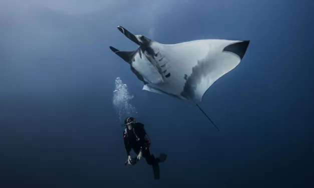 The Ultimate Guide to Swimming with Manta Rays in Hawaii