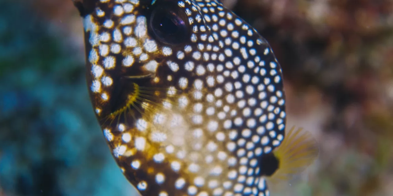 The Spotted Trunkfish: A Diver’s Guide to Identifying This Tropical Marve