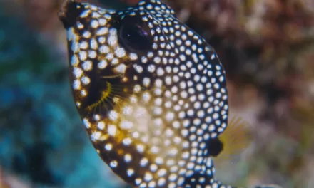 The Spotted Trunkfish: A Diver’s Guide to Identifying This Tropical Marve