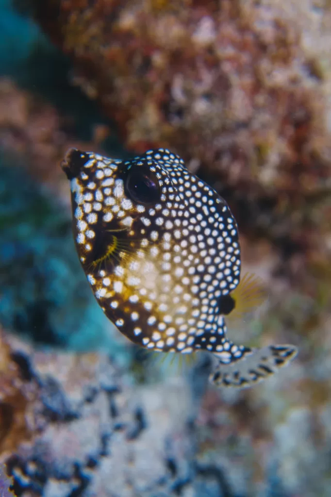 Lactophrys bicaudalis , spotted trunkfish close up