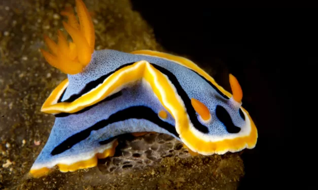 Exploring the Colorful World of Nudibranchs: A Journey into the Depths of Marine Diversity