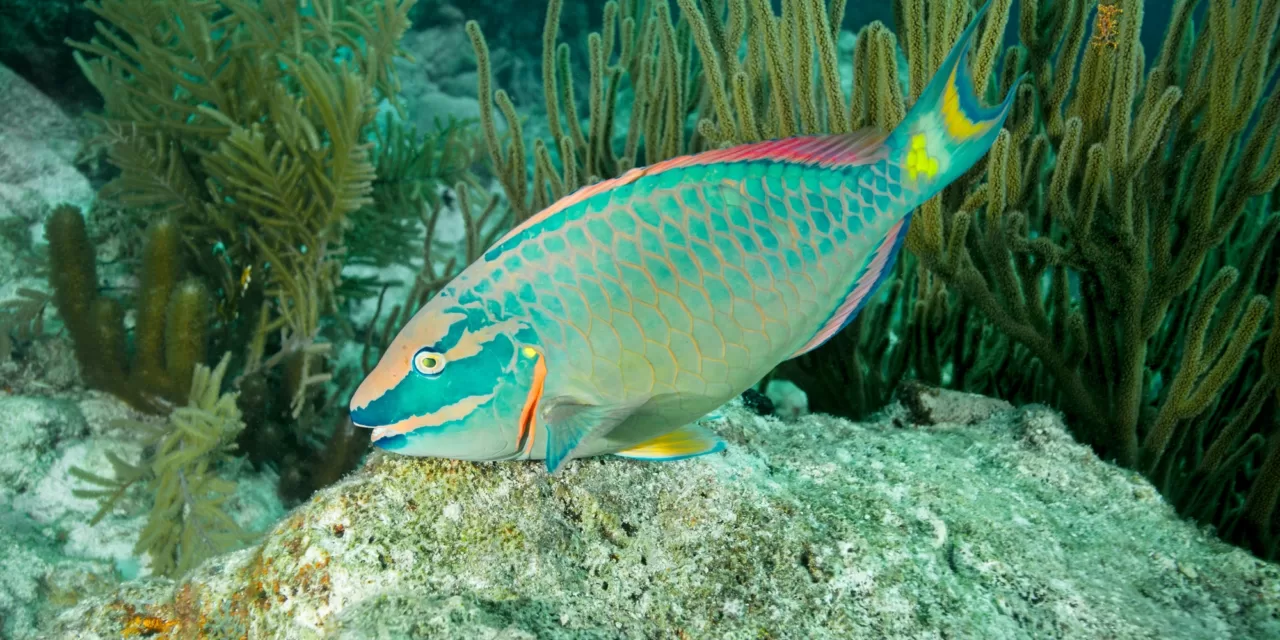 Exploring Parrotfish Diversity: A Scientific and Scuba Diver’s Guide to Six Unique Species