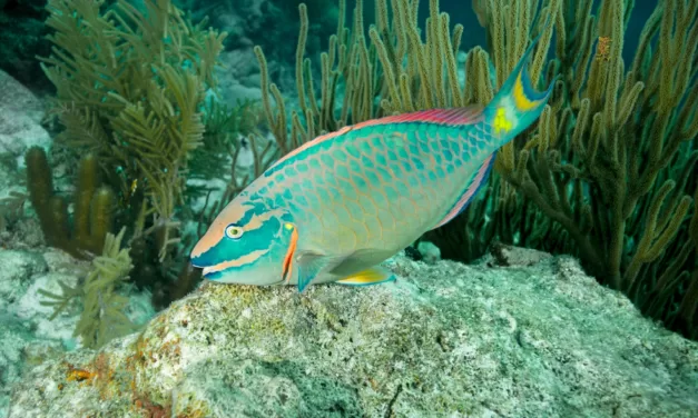 Exploring Parrotfish Diversity: A Scientific and Scuba Diver’s Guide to Six Unique Species