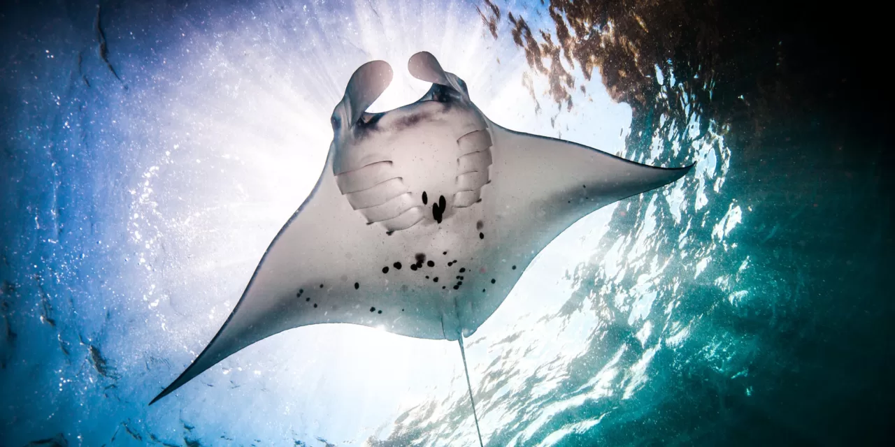 Embracing the Giants: A Journey into the World of Manta Ray Diving