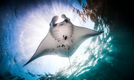 Embracing the Giants: A Journey into the World of Manta Ray Diving