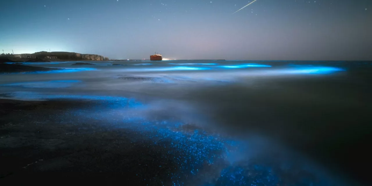 Your Ultimate Guide to La Parguera’s Bioluminescent Bay