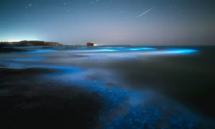 Your Ultimate Guide to La Parguera’s Bioluminescent Bay